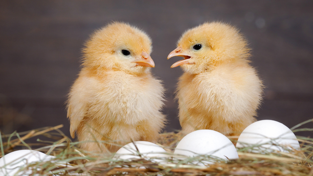 O que veio primeiro, a galinha ou o ovo? Cientistas acreditam que finalmente resolveram o antigo debate