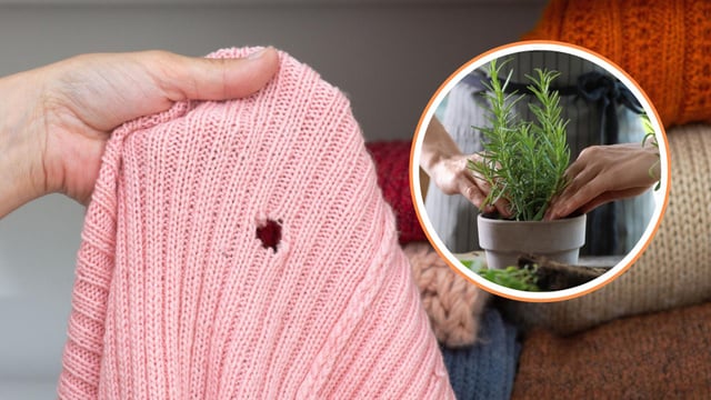 5 plantas para expulsar as traças de casa sem veneno e sem químicos