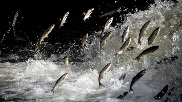 Salmões selvagens nadam o dobro da distância sob o efeito da cocaína presente em lagos e rios