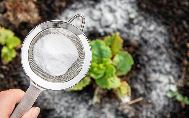 Para que serve polvilhar bicarbonato de sódio no jardim e nas plantas? Veja se vale a pena e como usar a dica