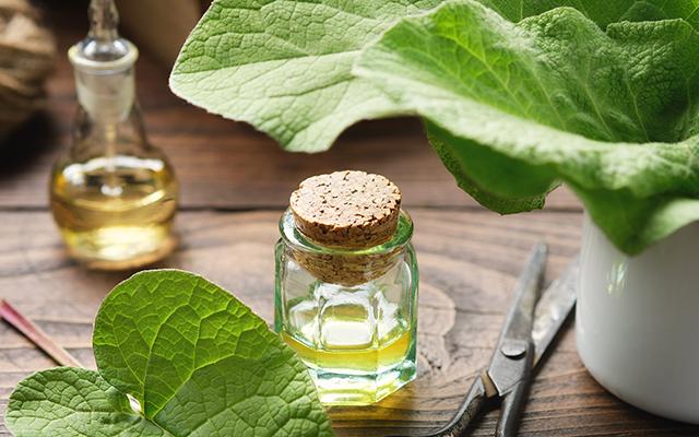 Bardana: o que acontece com o corpo se você consumir a planta in natura?