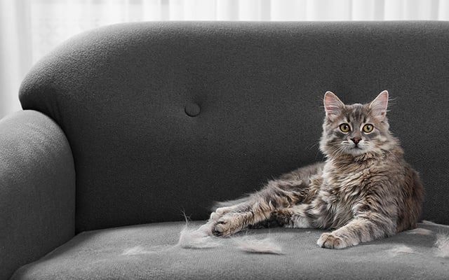 Se você tem pet em casa e não aguenta mais ver pelo para todo lado, aqui está a solução