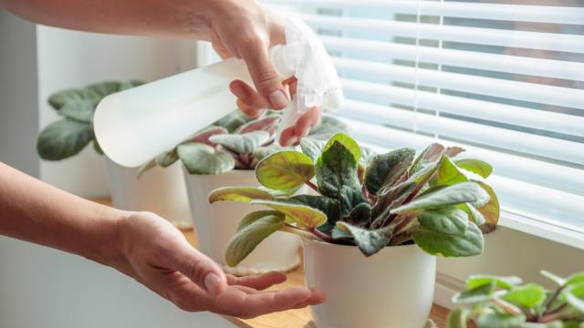Faço essa mistura caseira com bicarbonato de sódio pra acabar com os fungos nas plantas e elas ficam ainda mais bonitas