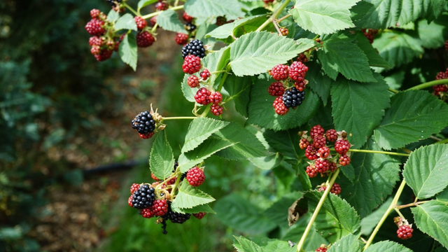 Folha de amora: para que serve, benefícios e como preparar um delicioso chá com essa fruta