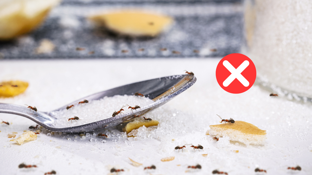 Adeus formigas: o truque simples da vovó que dá certo, é só colocar na cozinha