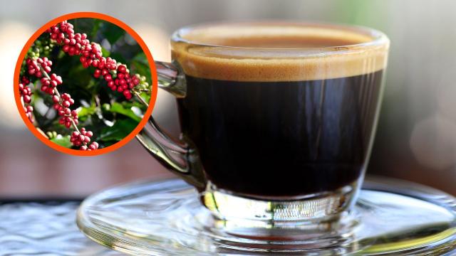 Nada de adeus ao café: o que os produtores brasileiros estão fazendo para salvar o seu cafezinho das mudanças climáticas e do calor excessivo