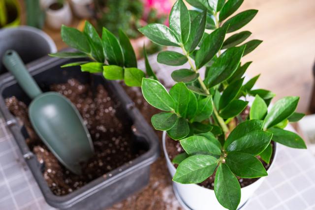 ZAMIOCULCA: aprenda como cuidar dessa planta espetacular de folhagem brilhante com dicas que aprendi com uma jardineira