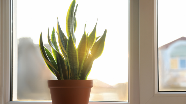 Sol demais nas plantas da sua casa pode ser ruim: veja o que fazer para protegê-las dos raios solares