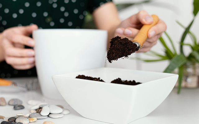 Borra de café nas plantas: 5 plantinhas que amam esse adubo e crescem muito rápido