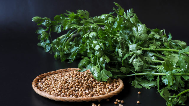 Podemos cultivar facilmente essa planta aromática em vaso e ela se mantém fresca e verde durante todo o ano: veja como plantar e colher essa folha maravilhosa para adicionar às suas receitas