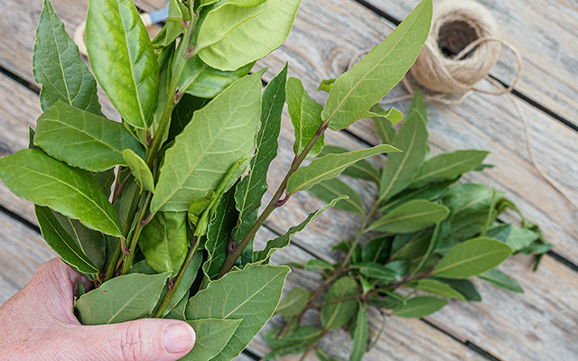 Ganhei um galho de louro de uma amiga e plantei em vaso: aprenda como fazer