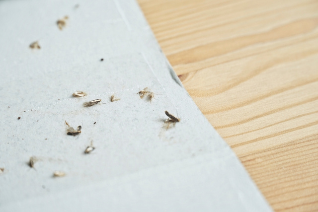 Por que as traças aparecem na sua casa? Veja motivos e como eliminá-las