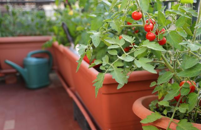 Como plantar tomate-cereja em vaso: confira 6 passos para cultivar o vegetal em casa e colher os frutos o ano inteiro