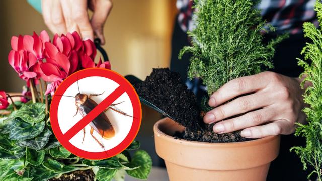 Se você NÃO quiser baratas, compre esses tipos de plantas