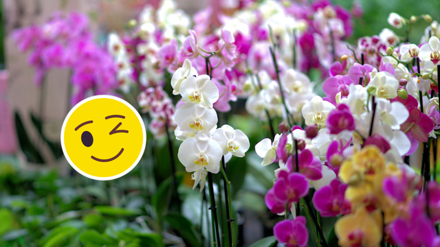 Essa é a melhor água para regar as orquídeas, dica surpreendente e gratuita funciona!