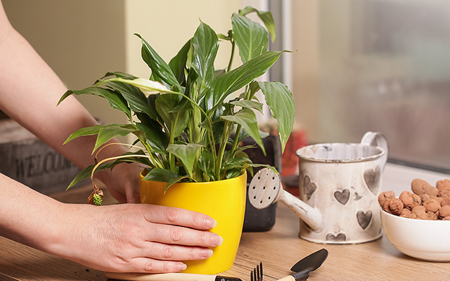Com apenas 1 mudança no local do vaso, essa planta comum passa a florir muito mais rápido