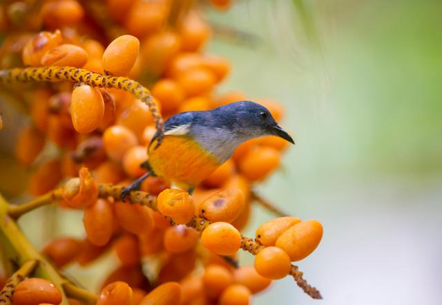 Como manter os pássaros longe das árvores frutíferas sem gastar um único centavo