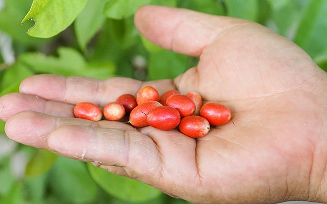 Fruta exótica de casca vermelha faz até limão ficar doce e quase ninguém conhece