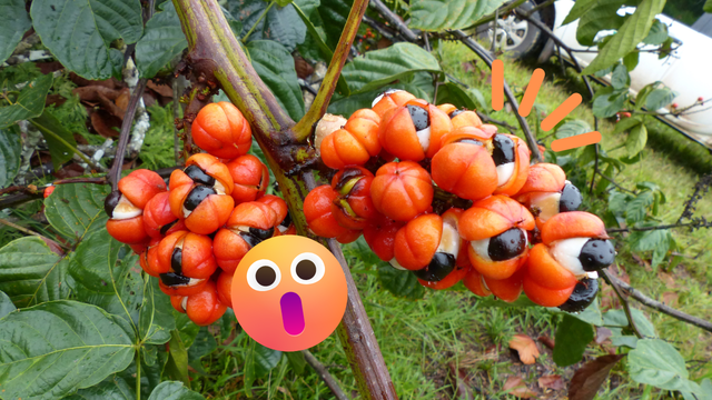Guaraná muito além da energia: cientistas brasileiros veem na planta benefícios para a nossa saúde mental