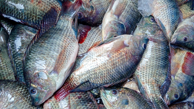 Alerta de risco sanitário: proibição imediata atinge comércio e importação da tilápia do Vietnã em Santa Catarina