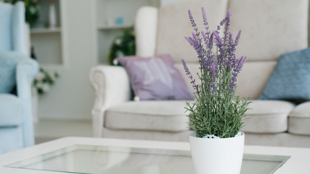 Nem lavanda, nem eucalipto: essa é a planta mais cheirosa para deixar a sua casa perfumada