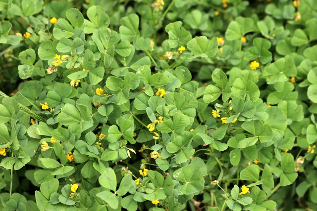 As múmias aprovam! Planta usada no antigo Egito para embalsamamento deixa a pele mais bonita e previne o envelhecimento precoce