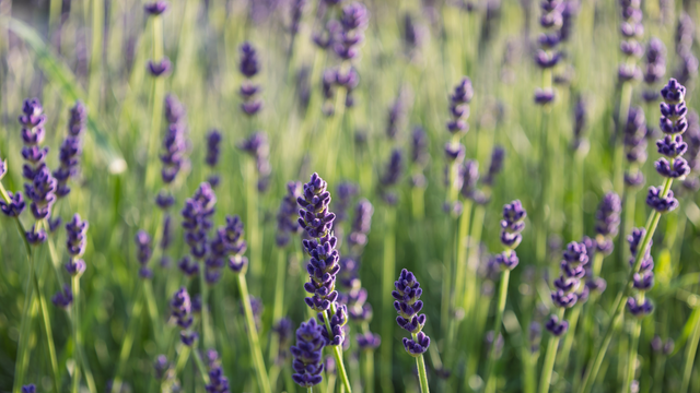 A planta que todo mundo quer porque suas flores de aroma inconfundível repelem pragas e são adoradas por borboletas 365 dias por ano