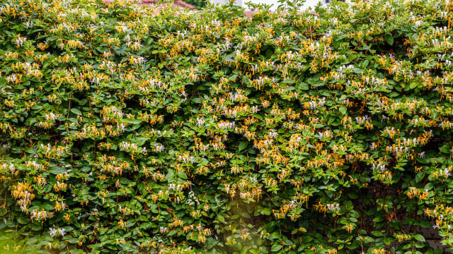 A madressilva-japonesa combina perfume intenso, flores delicadas e crescimento acelerado para transformar qualquer jardim. (Foto: Shutterstock)