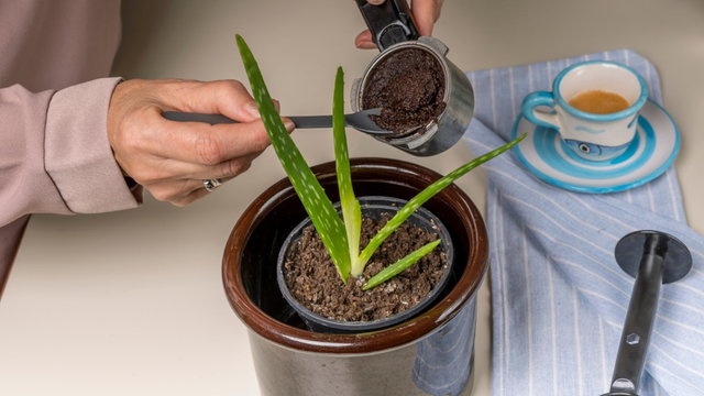 Veja como a borra de café pode fortalecer suas suculentas
