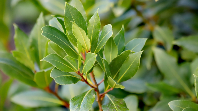 Para aproveitar melhor de todos os benefícios da folha de louro, aprenda a como plantar esse tempero durante o ano inteiro