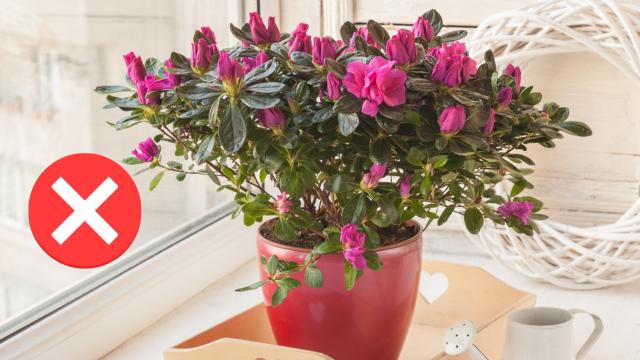 Adeus, calor! Essa planta refresca o ambiente e ainda deixa toda a sua casa perfumada
