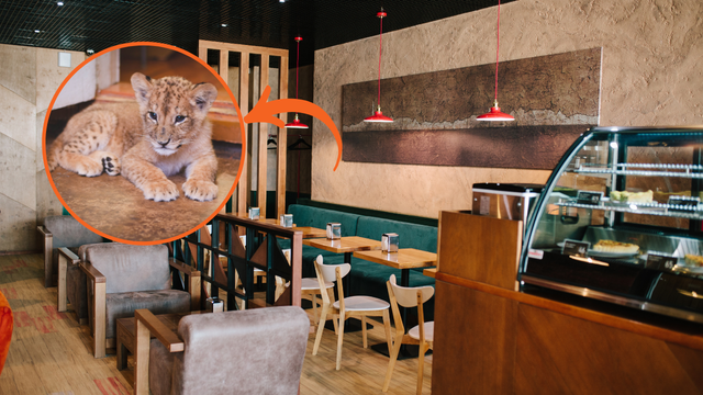 "Não são brinquedos": o restaurante que oferece abraços com leões no cardápio atrai turistas e divide opiniões