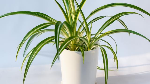 Pequena e fácil de cuidar, o clorofito não ocupa muito espaço (Créditos: Shutterstock)