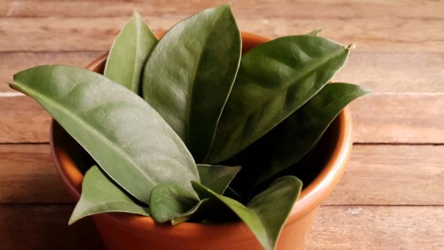 Vai ficar muito mais fácil cultivar a ora-pro-nóbis em casa com essas dicas essenciais