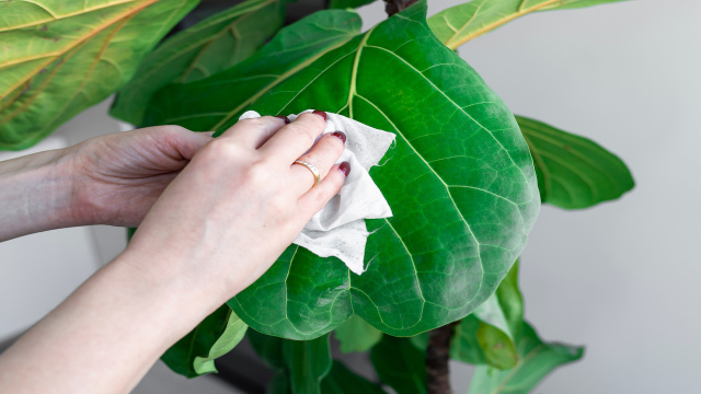 Folhas brilhantes: o ingrediente da despensa que limpa e nutre suas plantas