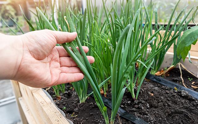 Você escolheu cebola errado a vida inteira e não sabia, mas eu te ensino como achar as melhores do mercado
