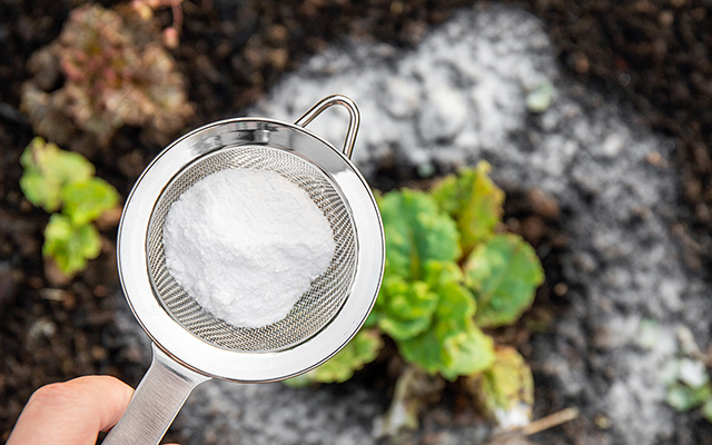 Aprendi com um jardineiro e agora vou te ensinar: esse fertilizante com bicarbonato de sódio ajuda no crescimento dos tomates