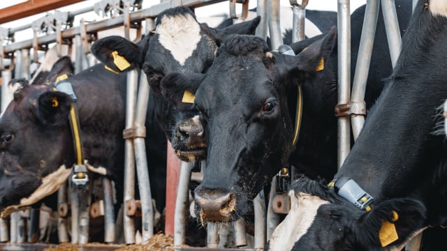 O gado da raça Wagyu é criado em diversas regiões do Brasil (Créditos: Magnific)