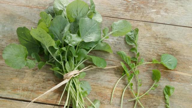 Pouca gente sabe: o vegetal mais saudável do mundo vende na feira e é bem barato, mas todo mundo esquece dele