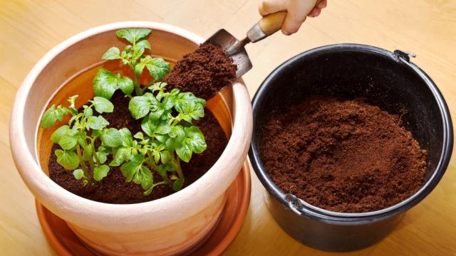 Explosão de cálcio nas plantas de um jeito muito econômico usando como adubo esse ingrediente que você joga no lixo