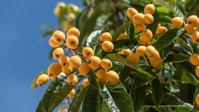 Sucesso nos anos 80 e 90, essa fruta pode ser plantada até em apartamento: TudoGostoso mostra o passo a passo
