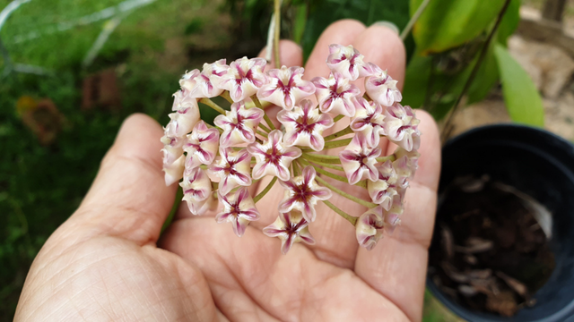 Essa planta chama atenção de longe: "flor de porcelana" traz um toque de sofisticação para a casa e é fácil de cuidar