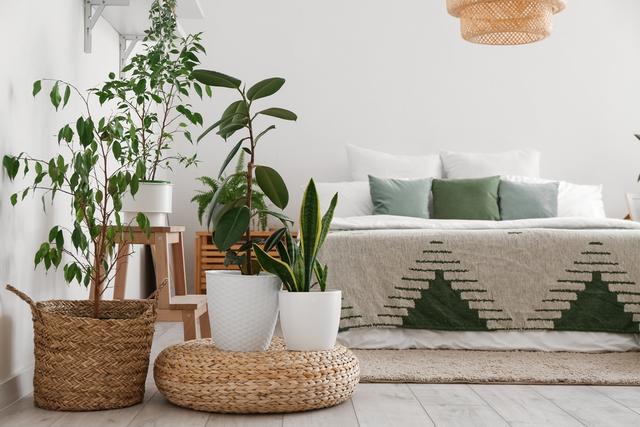 As melhores plantas para ter no quarto do casal: elas ajudam a dormir melhor e ainda decoram o ambiente