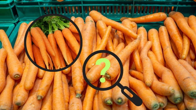 A área verde no topo da cenoura é tóxica? Descubra o que acontece se você comer