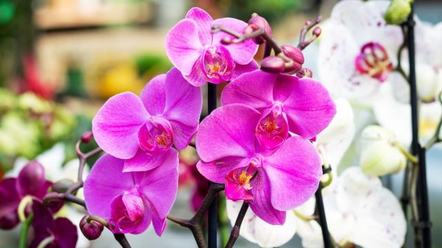 Vai ficar muito mais fácil cultivar orquídeas em casa com essas 3 dicas!