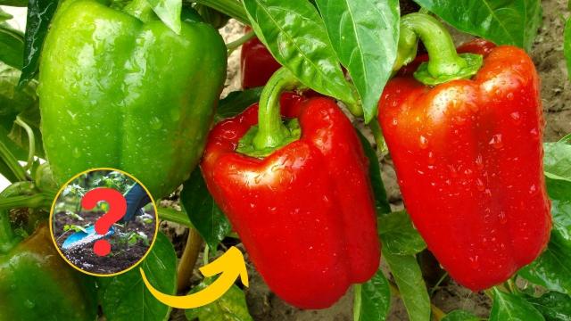 Os três produtos que devem ser usados no pé de pimentão para acelerar o crescimento da planta