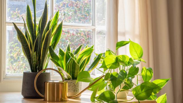 3 plantas para cultivar em apartamentos; elas adoram uma boa sombra!