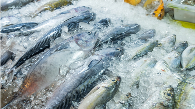 Peixes de água salgada X peixes de água doce: qual é o mais saudável?