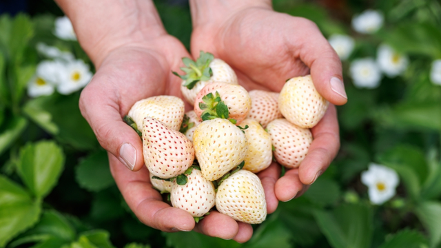 Morango da paz? Morango branco conquista por seu sabor único, textura suculenta e visual exótico