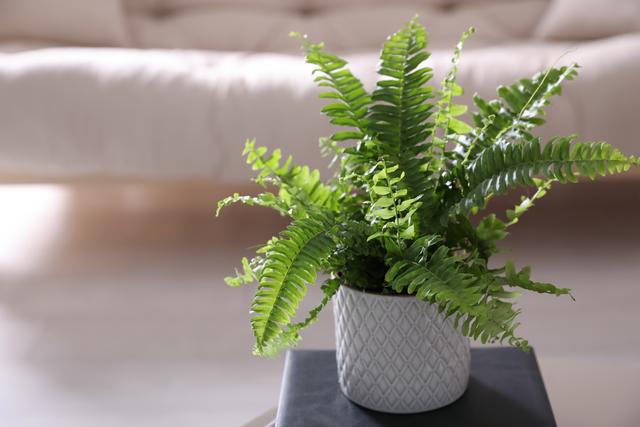 7 plantas domésticas para evitar ter em casa se você sofre de alergias